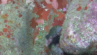 Filmstrip Image