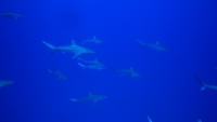 Filmstrip Image