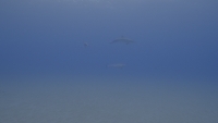 Filmstrip Image