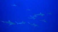 Filmstrip Image