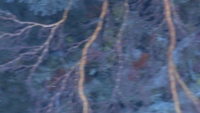 Filmstrip Image
