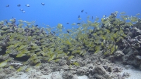 Filmstrip Image