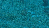 Filmstrip Image