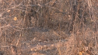 Filmstrip Image
