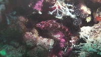 Filmstrip Image