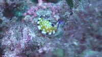 Chromodoris vibrata