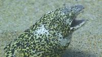 Callechelys lutea (Snake Eel)