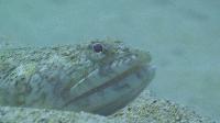 Synodus dermatogenys (Sand Lizardfish)