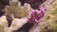 Leaf Scorpionfish Pair (Taenianotus triacanthus)