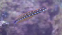 Ewa Fangblenny (Plagiotremus ewaensis)