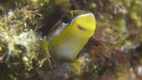 Gosline's Fangblenny (Plagiotremus goslinei)