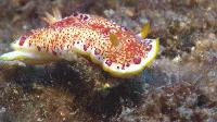 Chromodoris sp. Red Spotted Nudibranch