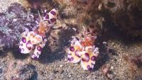 Pair of Harlequin shrimp (<i>Hymenocera picta</i>) with small cushion star