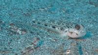 <i>Opua nephodes</i> Cloudy Goby
