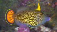 Young Fan-Tail Filefish (<i>Pervagor spilosoma</i>)