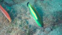 Male and Female Pencil wrasses