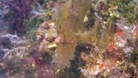 Yawning Leaf Scorpionfish (<i>Taenianotus triacanthus</i>)