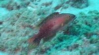 Super Male <i>Oxycheilinus bimaculatus</i> Two-spot wrasse