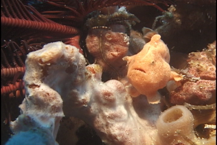 keyframe of organism