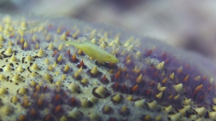 keyframe of organism