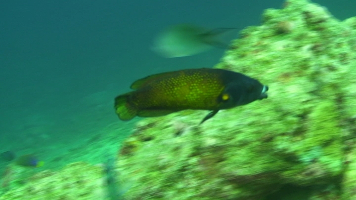 keyframe of organism