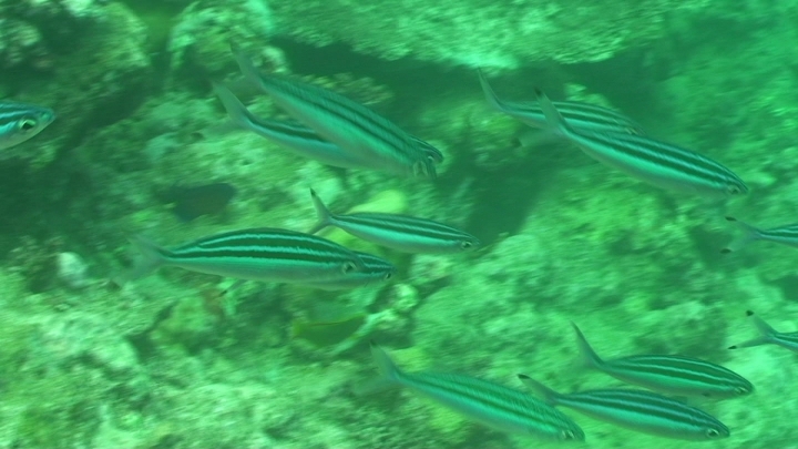 keyframe of organism