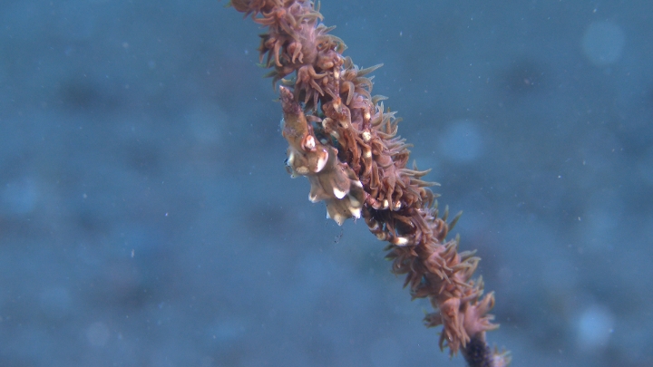 keyframe of organism