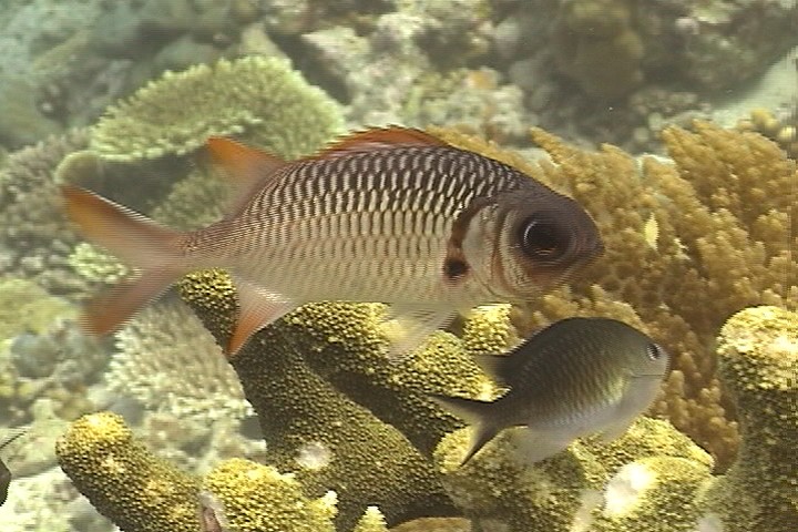 keyframe of organism