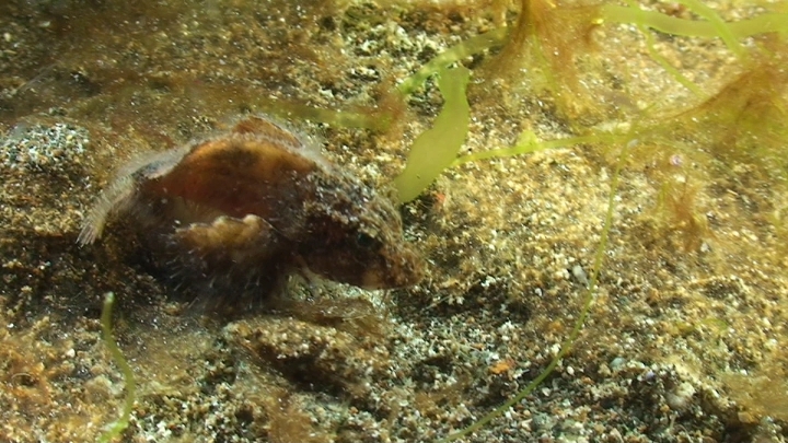 keyframe of organism