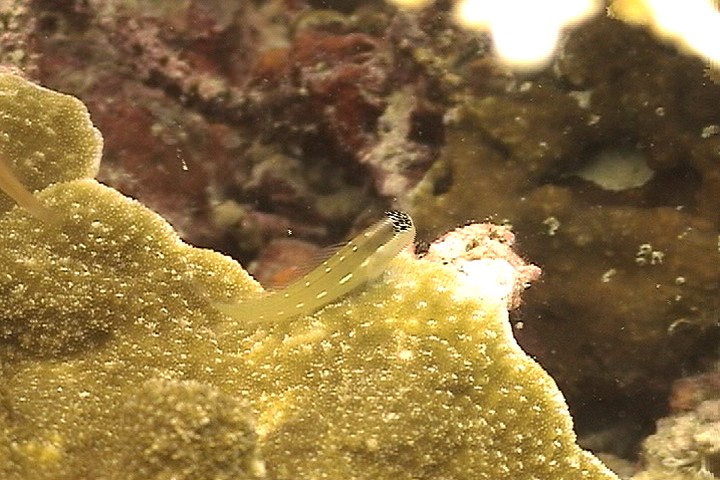 keyframe of organism