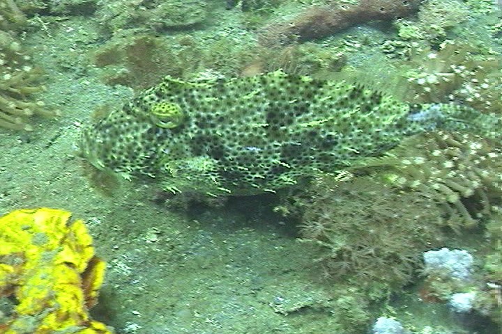 keyframe of organism