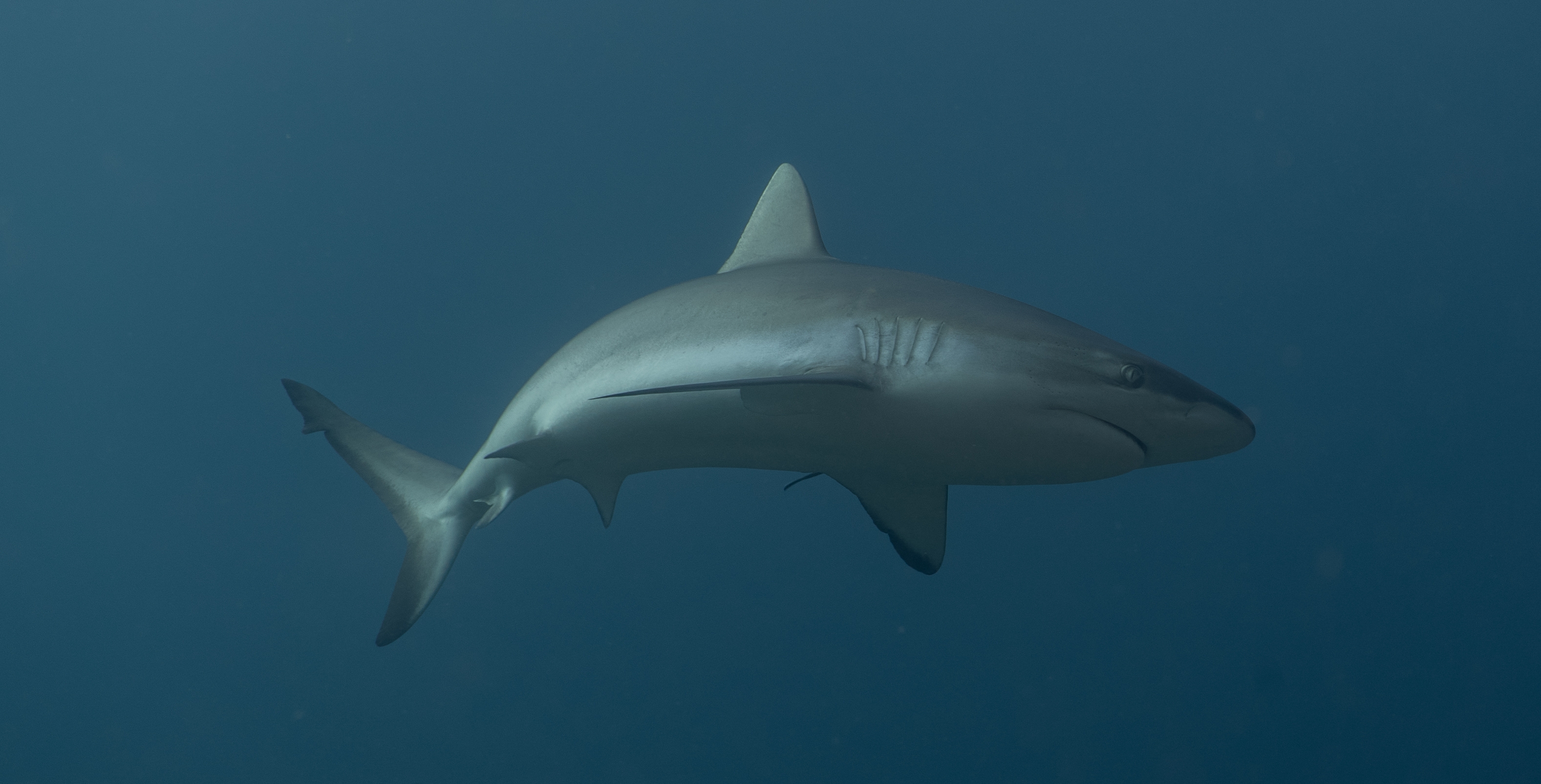 Full Resolution Image