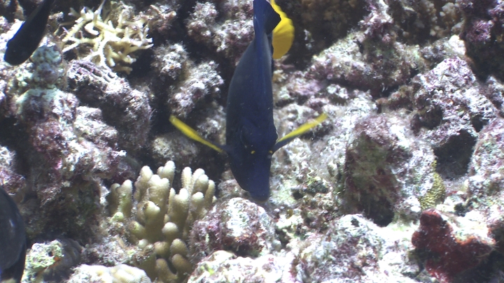 keyframe of organism