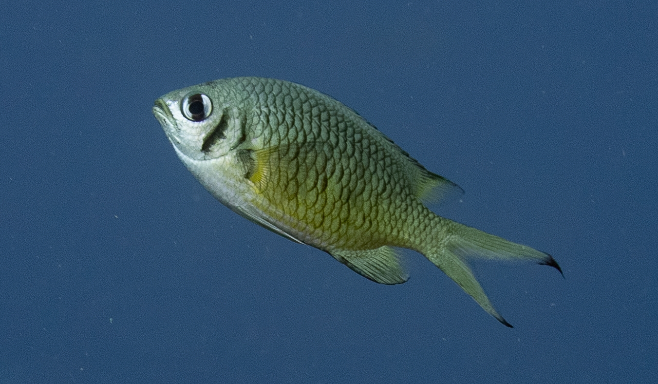 Full Resolution Image