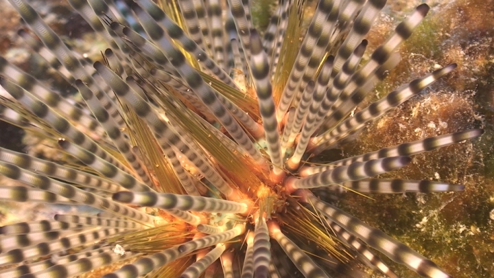 keyframe of organism
