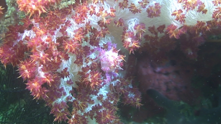 keyframe of organism