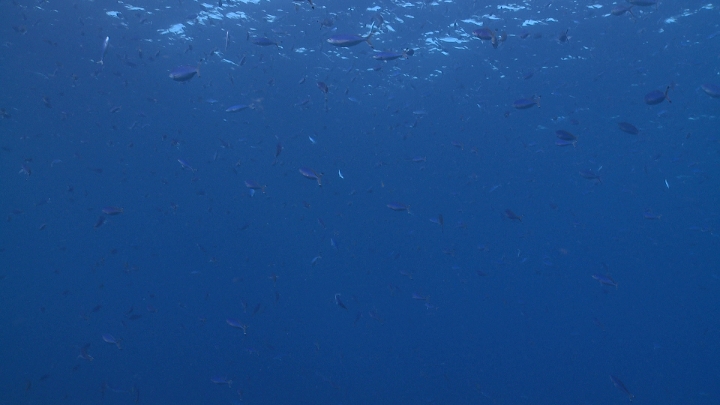 keyframe of organism