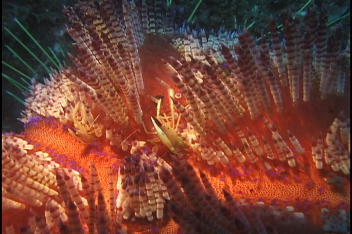 keyframe of organism