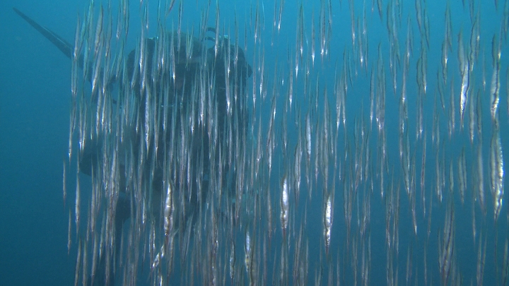 keyframe of organism