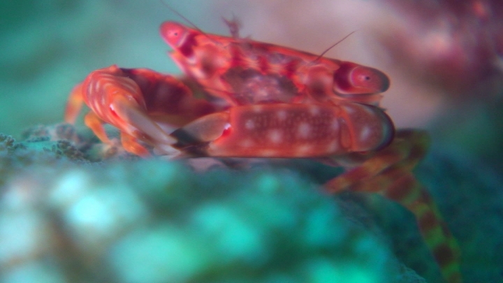 keyframe of organism