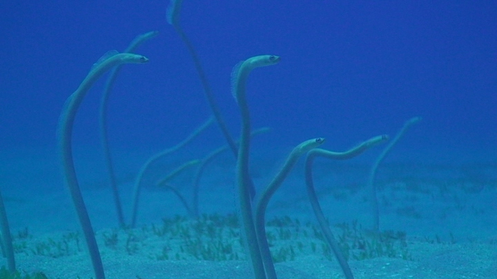 keyframe of organism