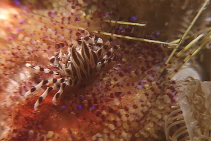 keyframe of organism