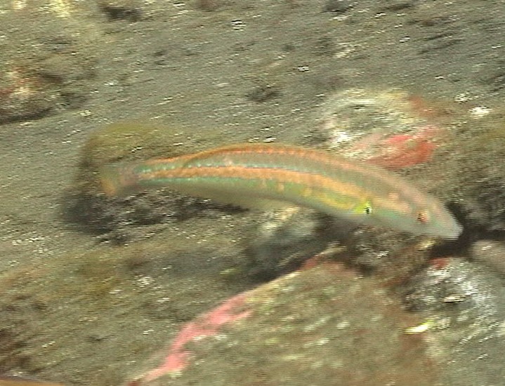 keyframe of organism