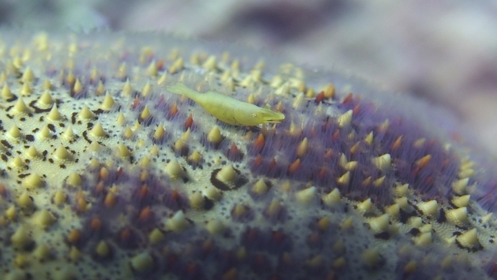 keyframe of organism