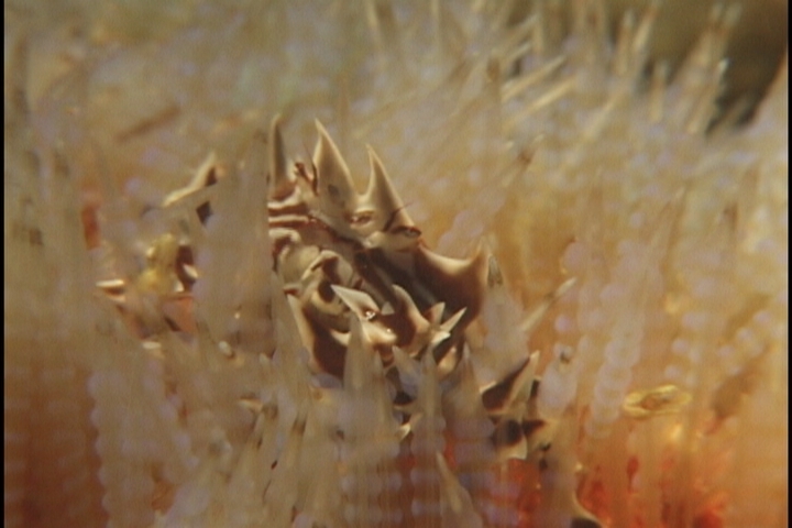 keyframe of organism