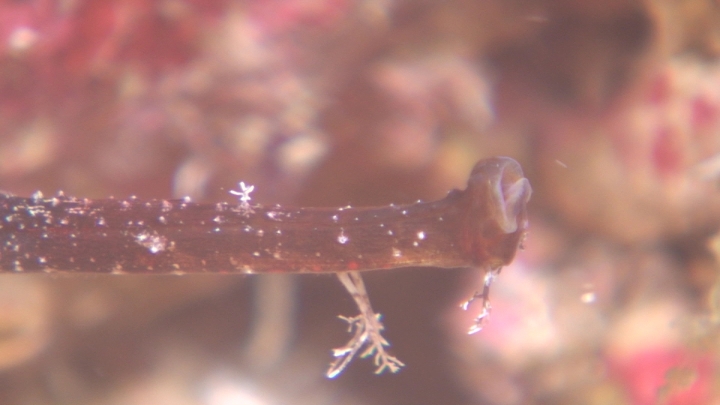 keyframe of organism