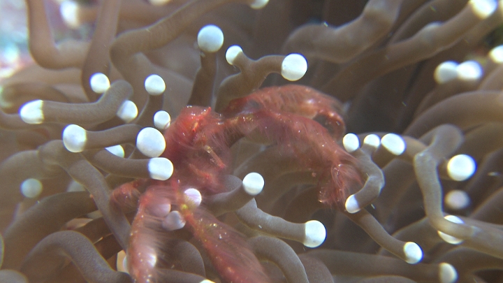 keyframe of organism