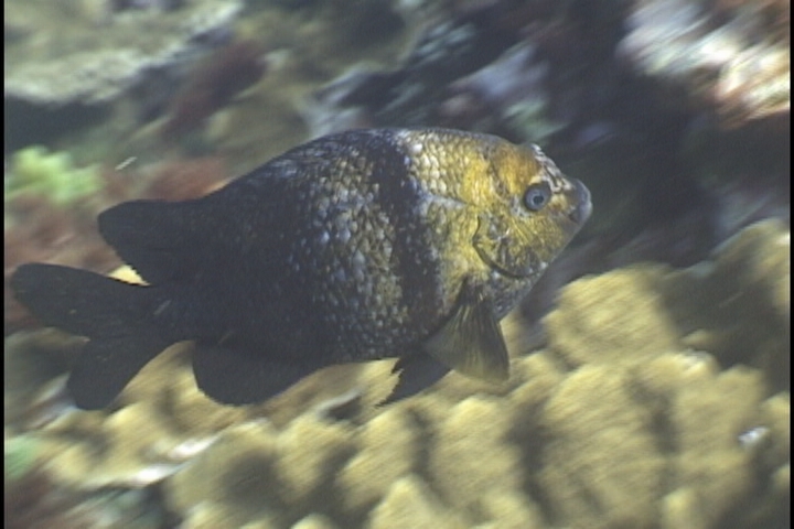 keyframe of organism