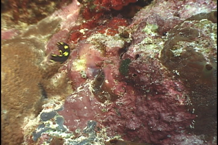 keyframe of organism