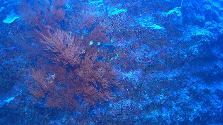 keyframe of organism